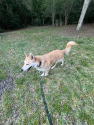 Found/Stray Male Dog last seen BellCheer Drive, Clearwater, FL 33764