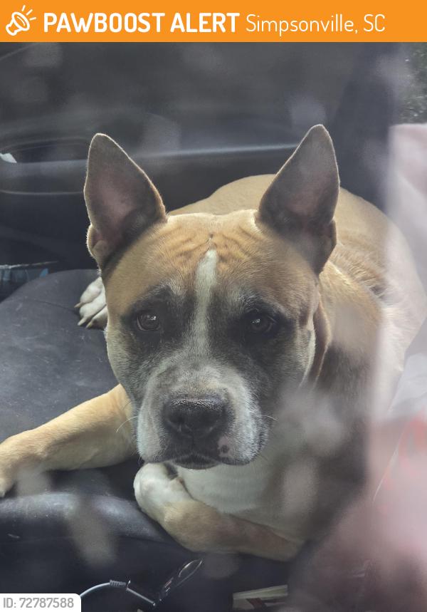 Found/Stray Female Dog last seen Hunter Woods Drive Simpsonville , Simpsonville, SC 29680