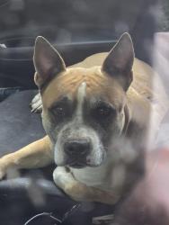 Found/Stray Female Dog last seen Hunter Woods Drive Simpsonville , Simpsonville, SC 29680