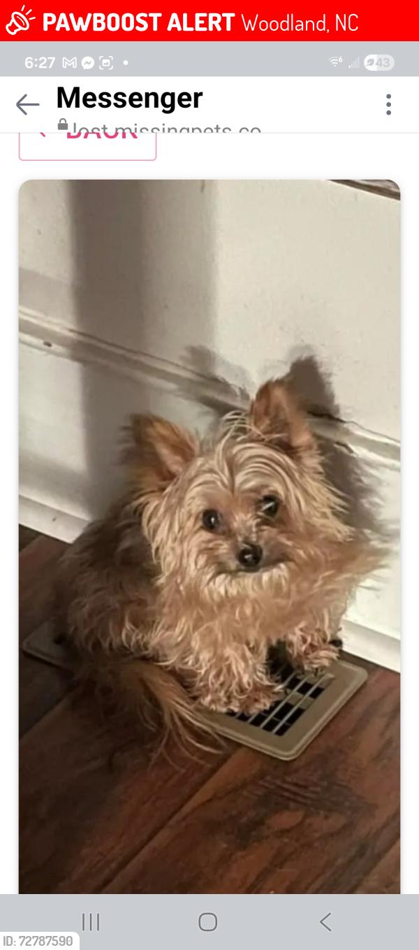 Lost Male Dog last seen Main st, Woodland, NC 27897