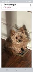 Lost Male Dog last seen Main st, Woodland, NC 27897