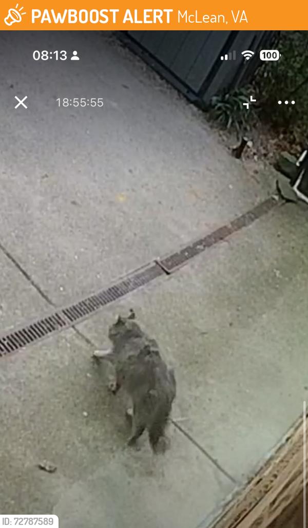Found/Stray Unknown Cat last seen N Albemarle St and Chesterbrook Road, McLean, VA 22101