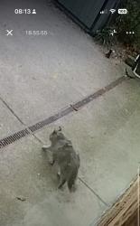 Found/Stray Unknown Cat last seen N Albemarle St and Chesterbrook Road, McLean, VA 22101