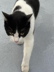 Found/Stray Unknown Cat last seen Near Bromley Ave Spring Hill fl, Spring Hill, FL 34609