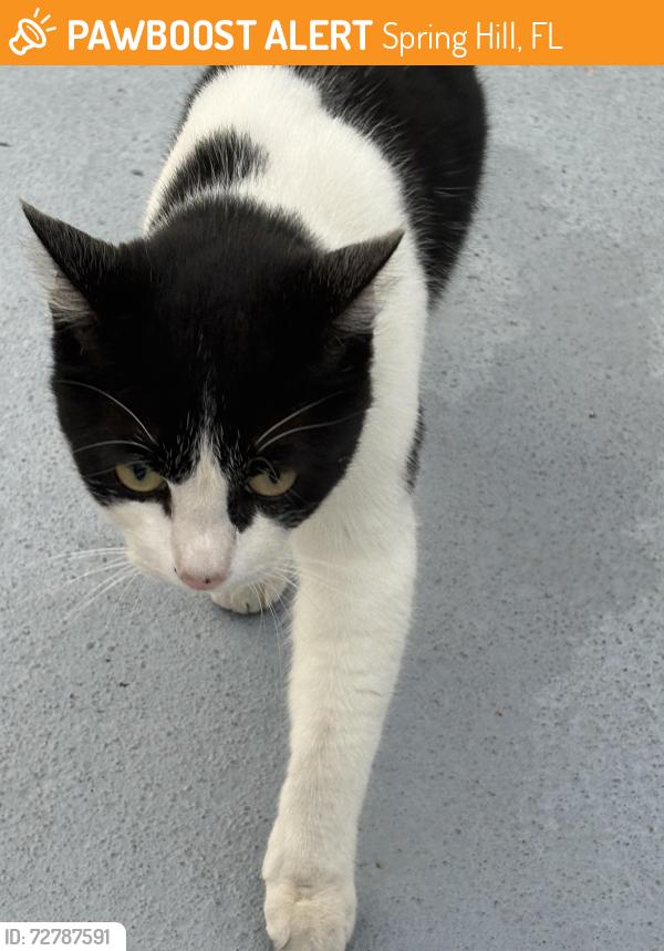 Found/Stray Unknown Cat last seen Near Bromley Ave Spring Hill fl, Spring Hill, FL 34609