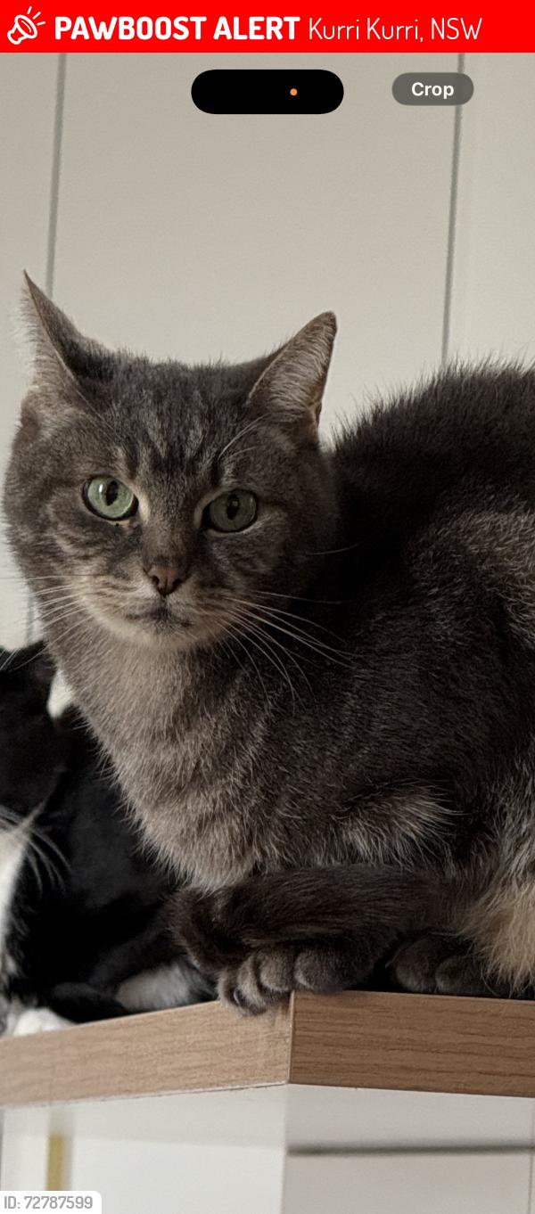 Lost Male Cat last seen Gillies Street , Kurri Kurri, NSW 2327