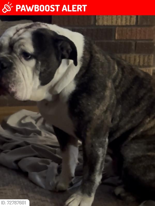 Lost Male Dog last seen Achenbach canyon rd, Doña Ana County, NM 88011