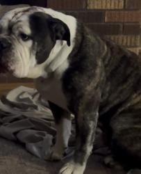 Lost Male Dog last seen Achenbach canyon rd, Doña Ana County, NM 88011