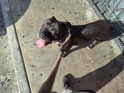 Found/Stray Male Dog last seen Western ave and downtown , Los Angeles, CA 90047