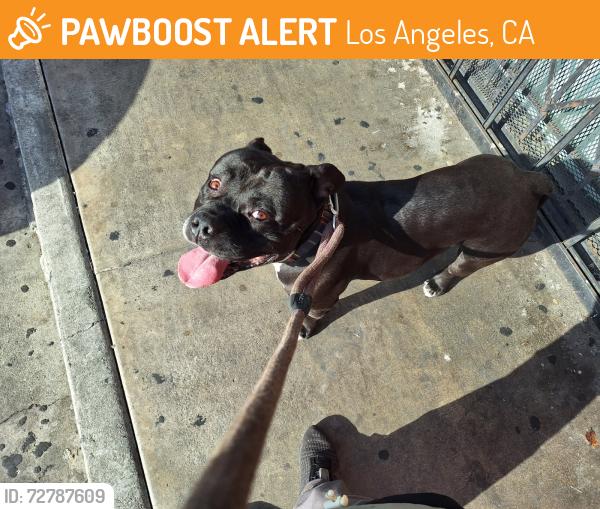 Found/Stray Male Dog last seen Western ave and downtown , Los Angeles, CA 90047