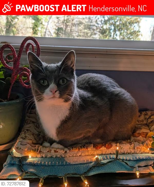 Lost Male Cat last seen Rhodes Park/64 E towards Laurel Park, Hendersonville, NC 28791