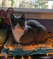 Lost Male Cat last seen Rhodes Park/64 E towards Laurel Park, Hendersonville, NC 28791