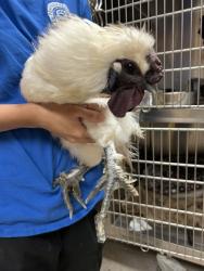 Shelter Stray Male Chicken last seen Newport News, VA 23608, Newport News, VA 23605