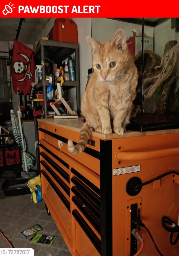 Found/Stray Male Cat last seen Water way ests, North Fort Myers, FL 33903