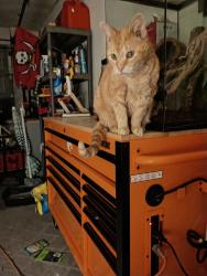 Found/Stray Male Cat last seen Water way ests, North Fort Myers, FL 33903