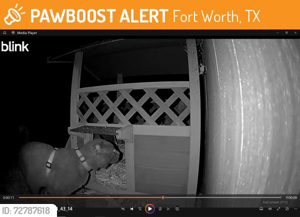 Found/Stray Unknown Cat last seen Eagle Ranch and Prentiss, Fort Worth, TX 76179