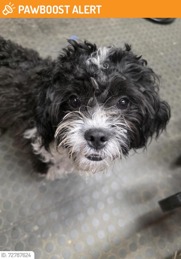 Found/Stray Male Dog last seen Shadyside rd and creagh knoll, West Bradford Township, PA 19372