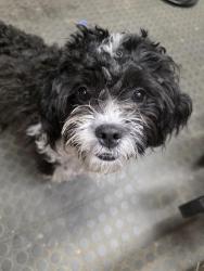 Found/Stray Male Dog last seen Shadyside rd and creagh knoll, West Bradford Township, PA 19372