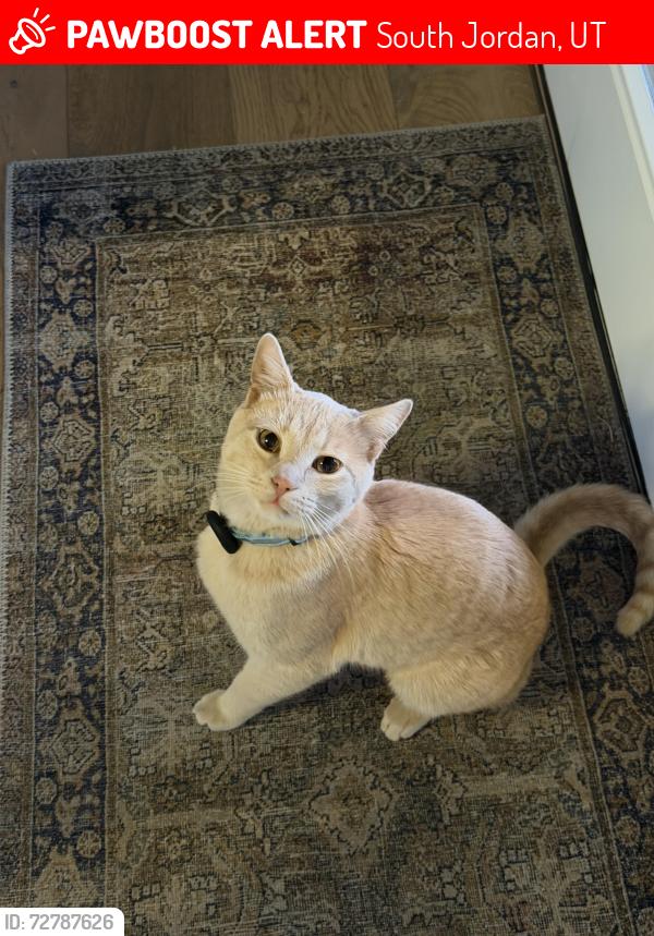 Lost Male Cat last seen Jordan River Trail, South Jordan, UT 84095