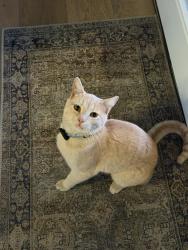 Lost Male Cat last seen Jordan River Trail, South Jordan, UT 84095