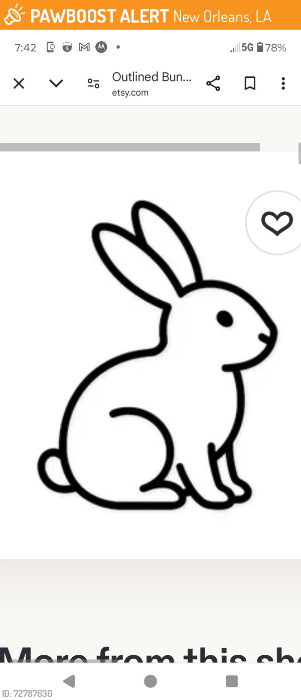 Found/Stray Unknown Rabbit last seen Conti street, New Orleans, LA 70116