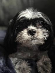 Lost Female Dog last seen S Carrier Pkwy, Grand Prairie, TX 75052