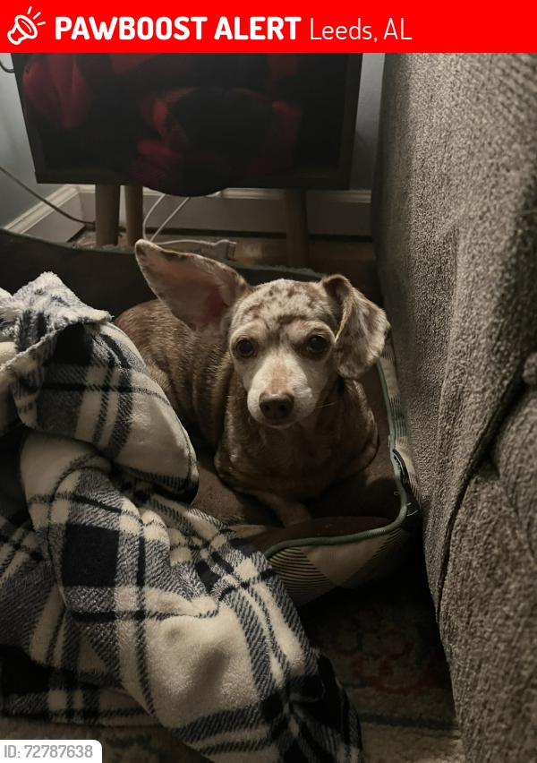 Lost Female Dog last seen Ashville Road, Leeds, AL 35094