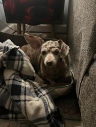 Lost Female Dog last seen Ashville Road, Leeds, AL 35094