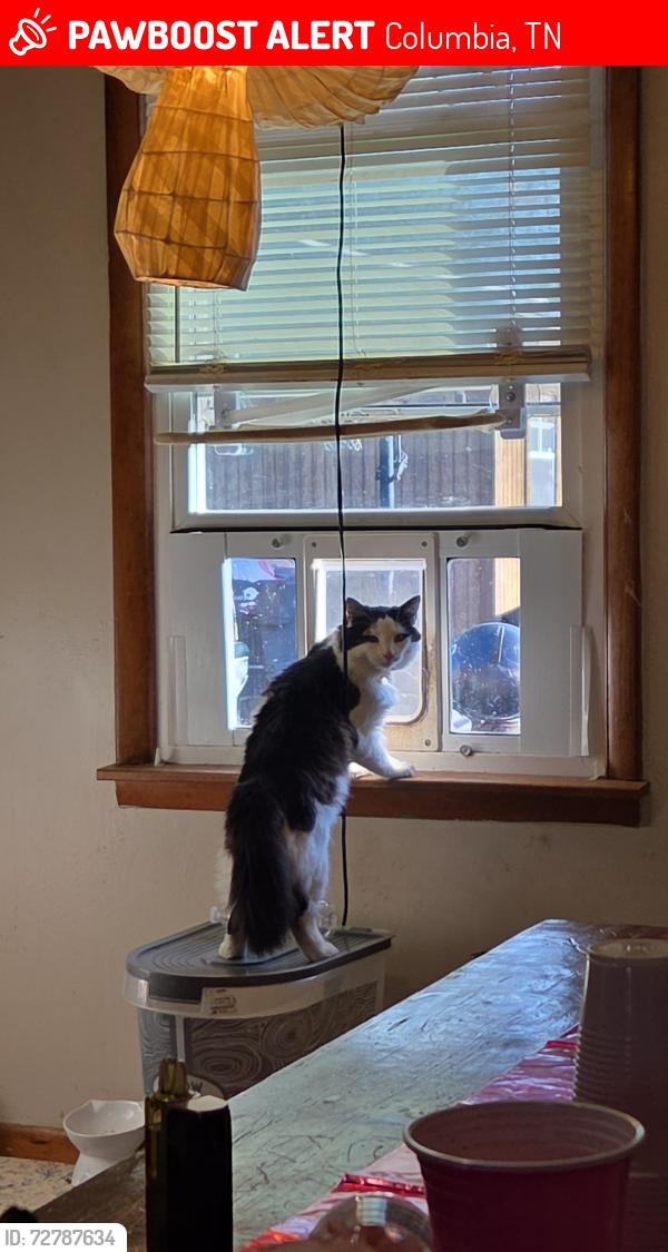 Lost Male Cat last seen Near Chapman lane , Columbia, TN 38401