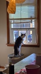 Lost Male Cat last seen Near Chapman lane , Columbia, TN 38401