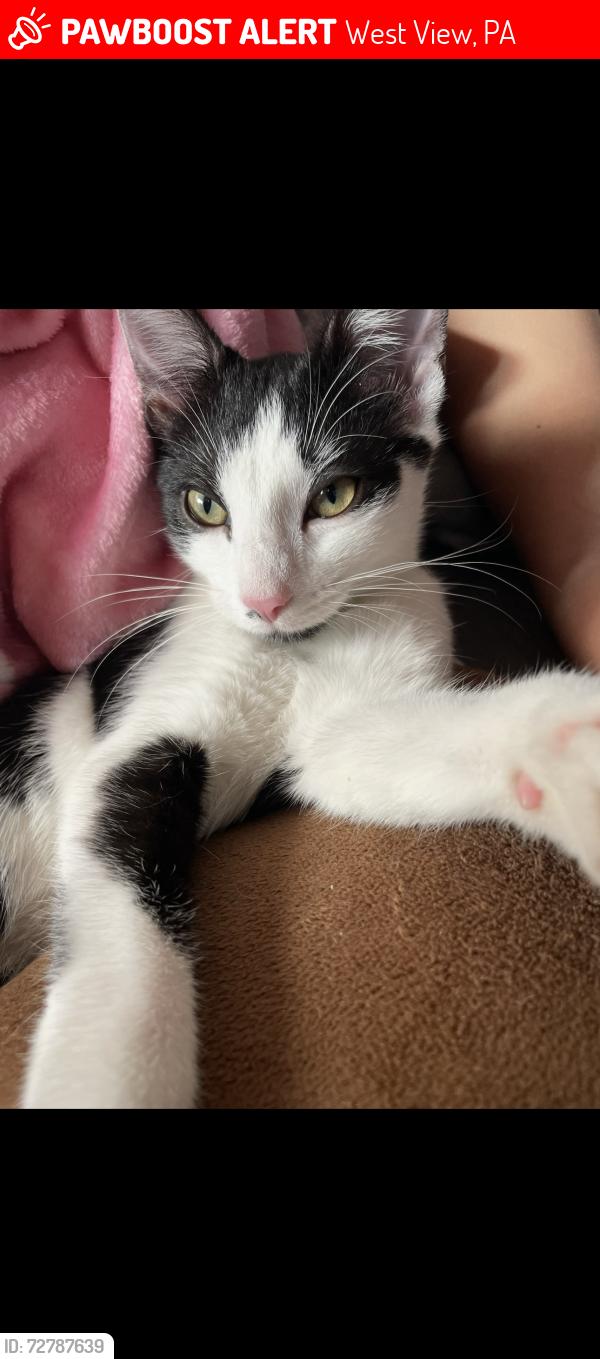Lost Female Cat last seen Oakwood avenue and center avenue, West View, PA 15229