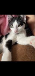 Lost Female Cat last seen Oakwood avenue and center avenue , West View, PA 15229