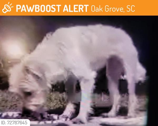 Found/Stray Unknown Dog last seen Broadleaf and livebark, Oak Grove, SC 29073