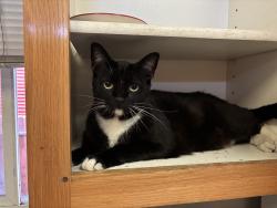 Lost Male Cat last seen Near beechwood ln , Oceanside, CA 92054