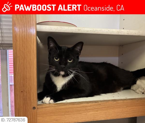 Lost Male Cat last seen Near beechwood ln , Oceanside, CA 92054