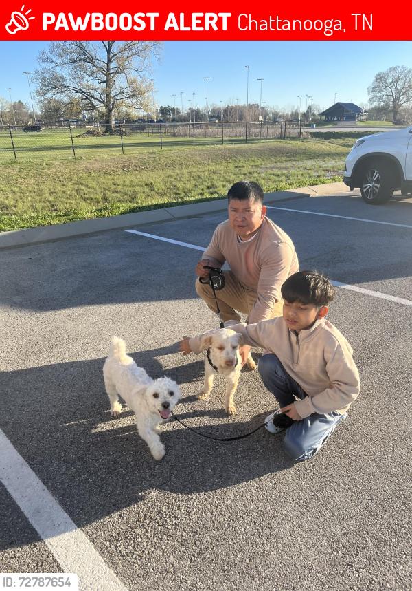 Lost Male Dog last seen Near south Moore road, Chattanooga, TN 37412