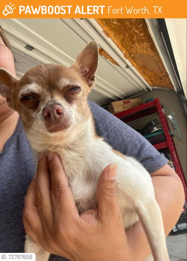 Found/Stray Male Dog last seen Martin street , Fort Worth, TX 76102