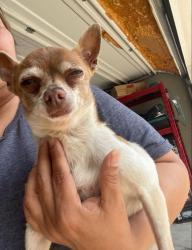 Found/Stray Male Dog last seen Martin street , Fort Worth, TX 76102