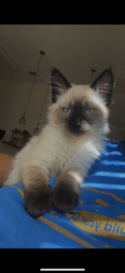 Lost Female Cat last seen woodlea oaks apmts , Taylors, SC 29687