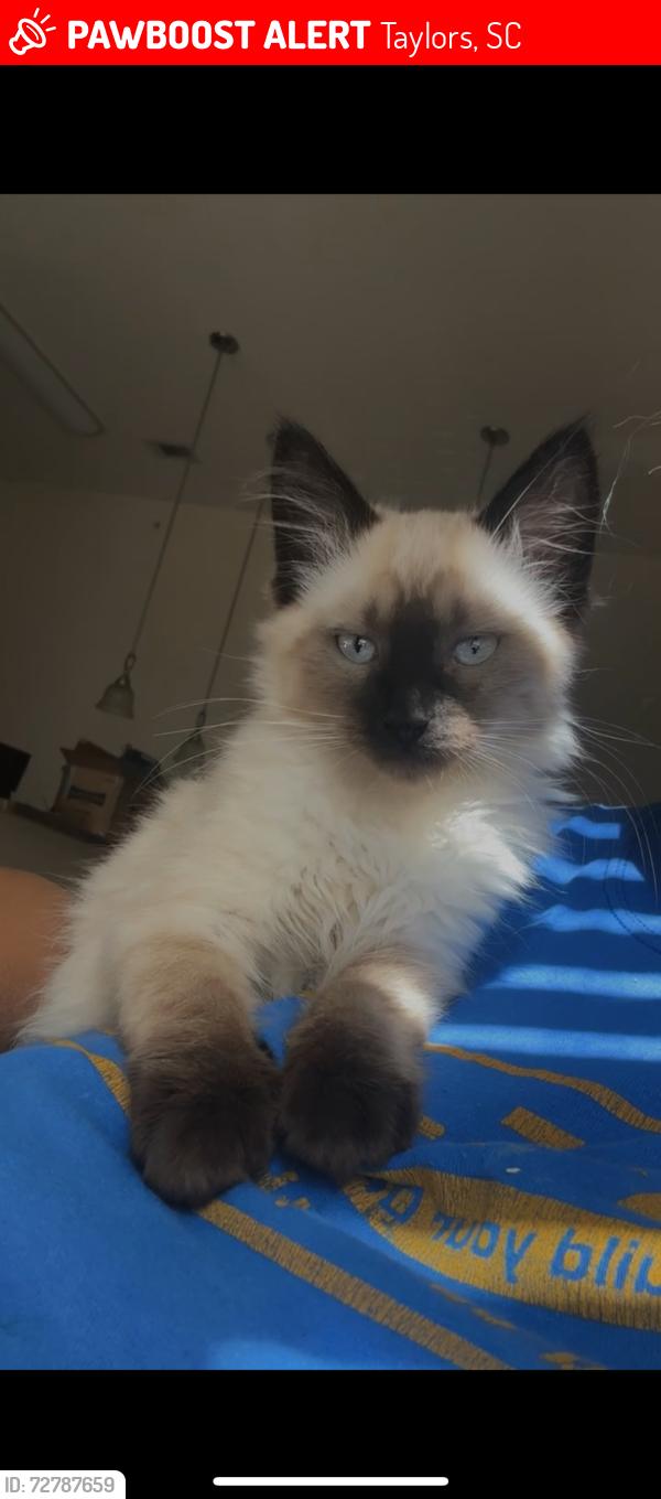 Lost Female Cat last seen woodlea oaks apmts , Taylors, SC 29687
