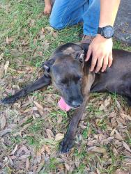 Found/Stray Female Dog last seen Capri St and Vizcaya , Highlands County, FL 33872
