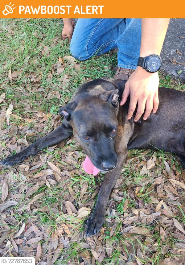 Found/Stray Female Dog last seen Capri St and Vizcaya , Highlands County, FL 33872