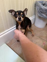 Found/Stray Female Dog last seen Close to Anchor Bar and The Tap, College Station, TX 77840