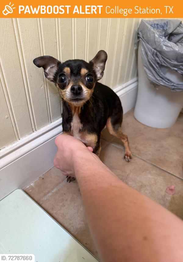 Found/Stray Female Dog last seen Close to Anchor Bar and The Tap, College Station, TX 77840
