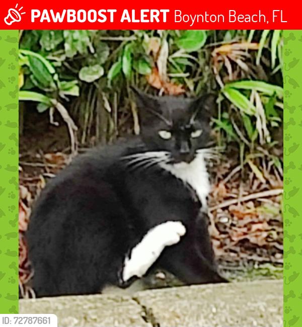 Lost Male Cat last seen Waterchase neighborhood. Military and Gateway. Boynton Beach , Boynton Beach, FL 33472
