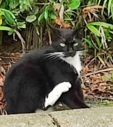 Lost Male Cat last seen Waterchase neighborhood. Military and Gateway. Boynton Beach , Boynton Beach, FL 33472