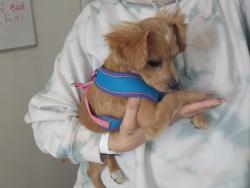 Found/Stray Male Dog last seen Monterey and Rancho dr, San Jose, CA 95111