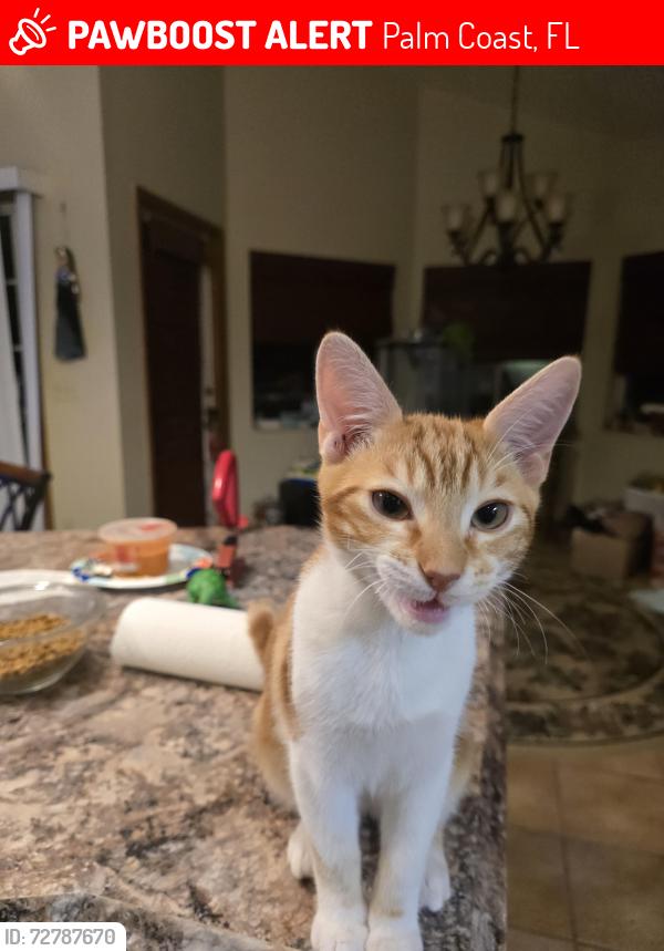 Lost Male Cat last seen Palm harbor  park way, Palm Coast, FL 32137