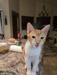Lost Male Cat last seen Palm harbor  park way, Palm Coast, FL 32137
