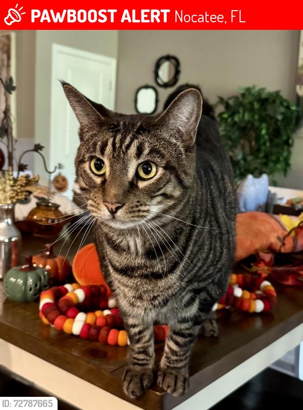 Lost Male Cat last seen Magnolia Creek Walk, Nocatee, FL 32081